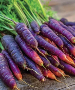 Cosmic Purple Carrot Seeds – Heirloom Variety – 150 Seeds – Sweet, Tender - Image 2