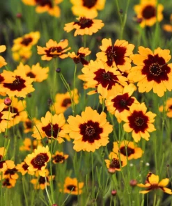 Cosmidium Brunette Burridgeanum Greenthread Flower Seeds - 30 Seeds - Image 2