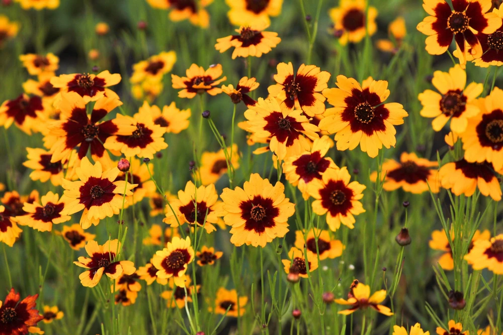Cosmidium Brunette Burridgeanum Greenthread Flower Seeds - 30 Seeds - Image 2