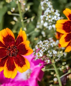 Cosmidium Brunette Burridgeanum Greenthread Flower Seeds - 30 Seeds - Image 3