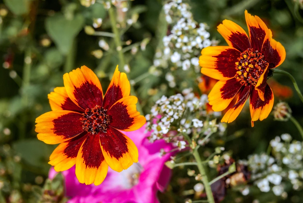 Cosmidium Brunette Burridgeanum Greenthread Flower Seeds - 30 Seeds - Image 3