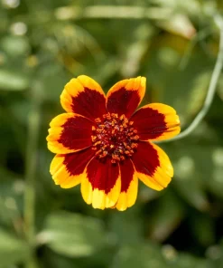Cosmidium Brunette Burridgeanum Greenthread Flower Seeds - 30 Seeds - Image 4