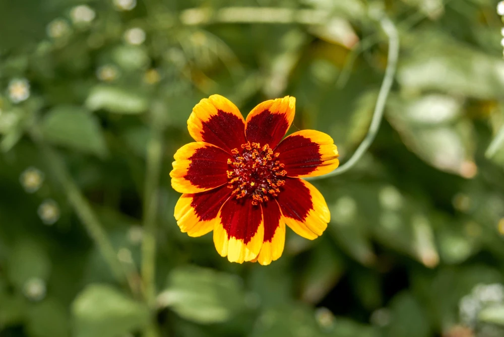 Cosmidium Brunette Burridgeanum Greenthread Flower Seeds - 30 Seeds - Image 4