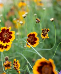Cosmidium Brunette Burridgeanum Greenthread Flower Seeds - 30 Seeds - Image 5