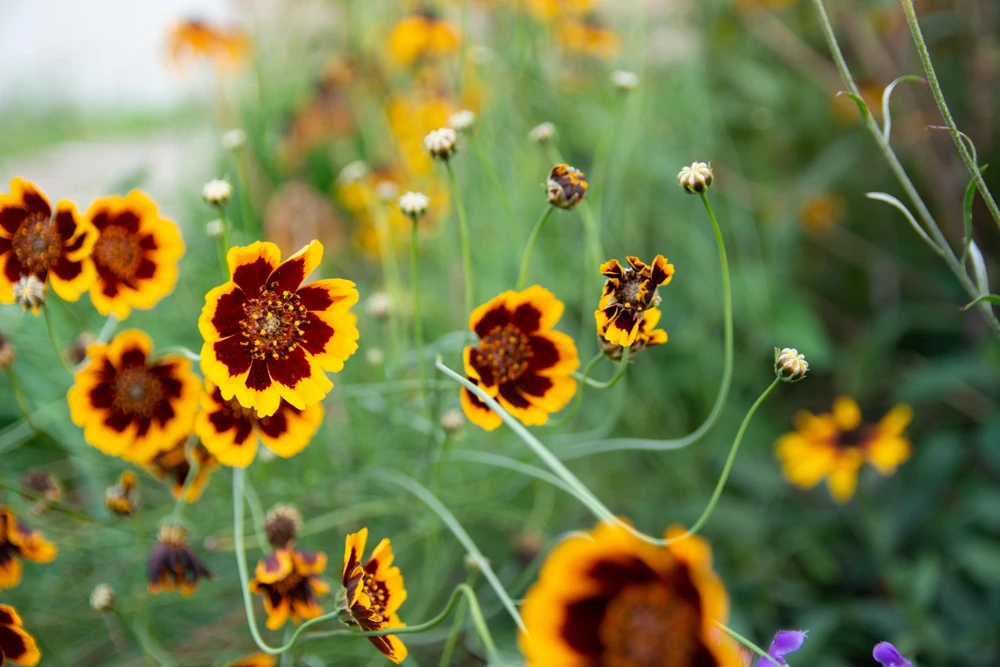 Cosmidium Brunette Burridgeanum Greenthread Flower Seeds - 30 Seeds - Image 5