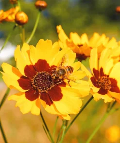 Cosmidium Brunette Burridgeanum Greenthread Flower Seeds - 30 Seeds - Image 6