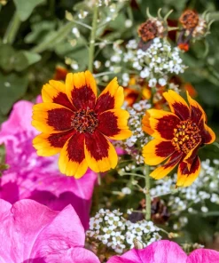 Cosmidium Brunette Burridgeanum Greenthread Flower Seeds - 30 Seeds - Image 7