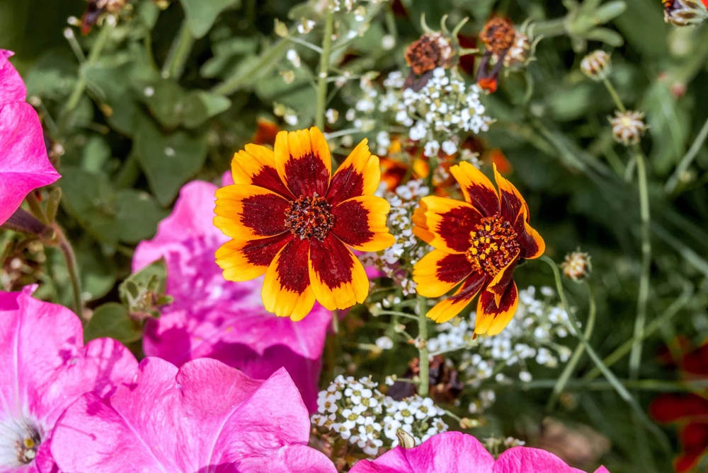 Cosmidium Brunette Burridgeanum Greenthread Flower Seeds - 30 Seeds - Image 7