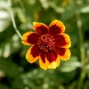 Cosmidium Brunette Burridgeanum Greenthread Flower Seeds - 30 Seeds - Image 1