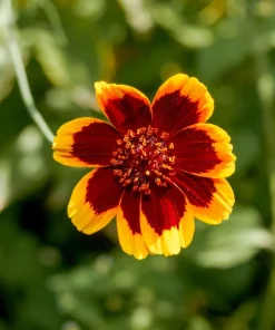 Cosmidium Brunette Burridgeanum Greenthread Flower Seeds - 30 Seeds - Image 1