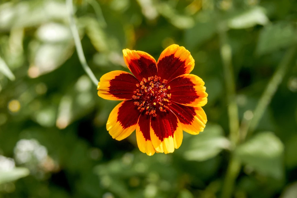 Cosmidium Brunette Burridgeanum Greenthread Flower Seeds - 30 Seeds - Image 1