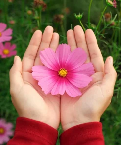 Cosmos Bipinnatus 'Gloria' Flower Seeds - 300 2-Tone Pink Seeds - Fast Growing - Image 2