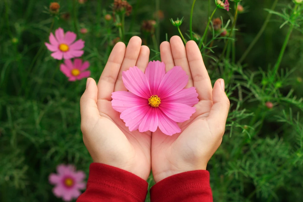 Cosmos Bipinnatus 'Gloria' Flower Seeds - 300 2-Tone Pink Seeds - Fast Growing - Image 2