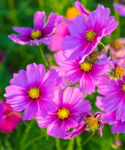 Cosmos Bipinnatus 'Gloria' Flower Seeds - 300 2-Tone Pink Seeds - Fast Growing - Image 3