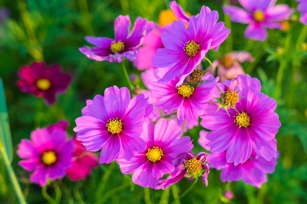 Cosmos Bipinnatus 'Gloria' Flower Seeds - 300 2-Tone Pink Seeds - Fast Growing - Image 3