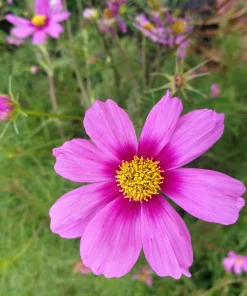 Cosmos Bipinnatus 'Gloria' Flower Seeds - 300 2-Tone Pink Seeds - Fast Growing - Image 4