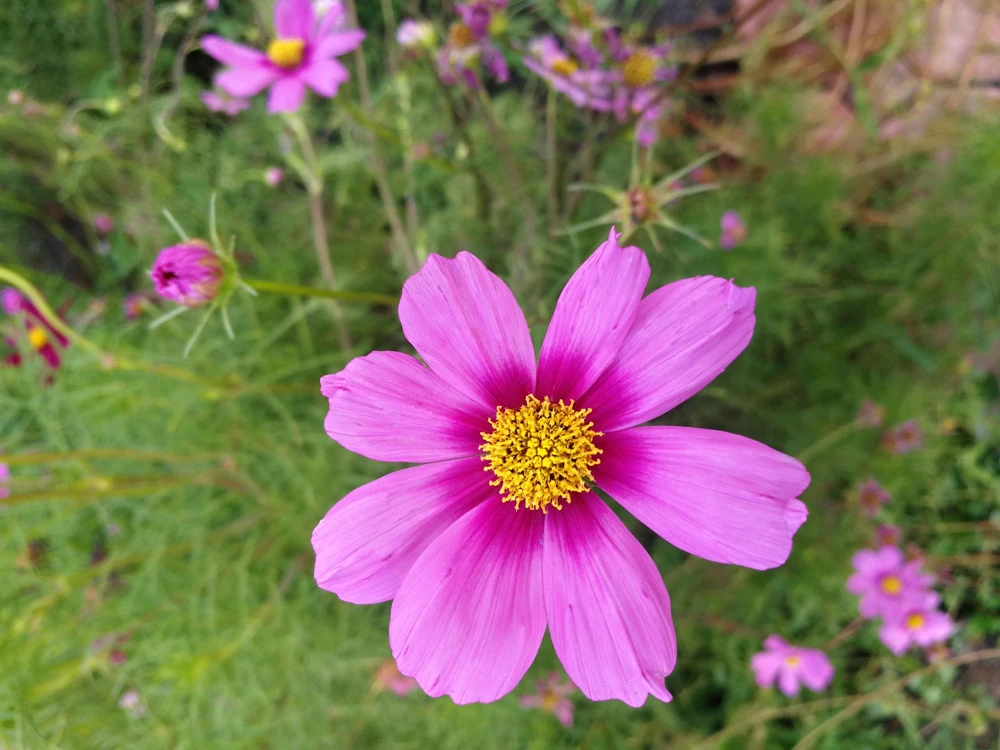 Cosmos Bipinnatus 'Gloria' Flower Seeds - 300 2-Tone Pink Seeds - Fast Growing - Image 4
