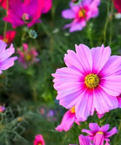 Cosmos Bipinnatus 'Gloria' Flower Seeds - 300 2-Tone Pink Seeds - Fast Growing - Image 5