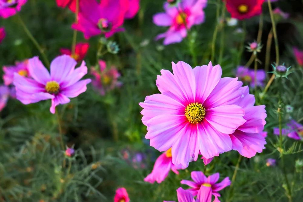 Cosmos Bipinnatus 'Gloria' Flower Seeds - 300 2-Tone Pink Seeds - Fast Growing - Image 5