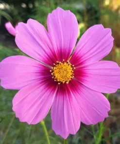 Cosmos Bipinnatus 'Gloria' Flower Seeds - 300 2-Tone Pink Seeds - Fast Growing - Image 6