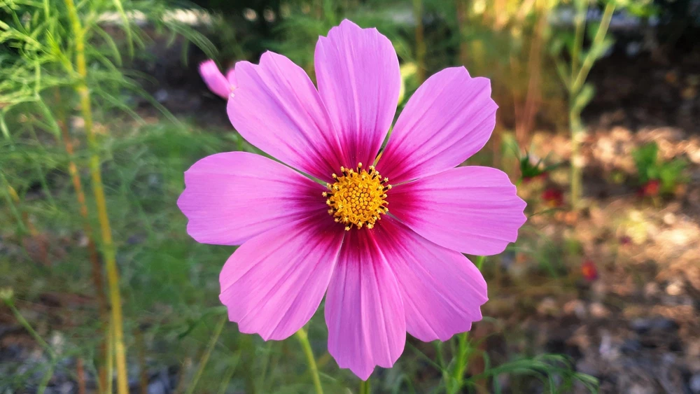 Cosmos Bipinnatus 'Gloria' Flower Seeds - 300 2-Tone Pink Seeds - Fast Growing - Image 6