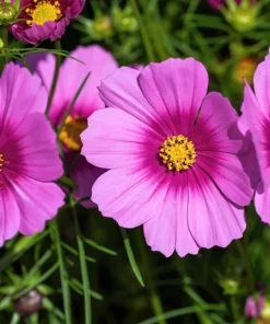 Cosmos Bipinnatus 'Gloria' Flower Seeds - 300 2-Tone Pink Seeds - Fast Growing - Image 7