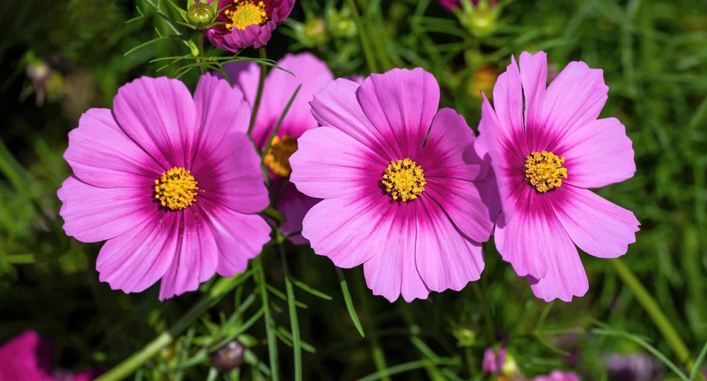 Cosmos Bipinnatus 'Gloria' Flower Seeds - 300 2-Tone Pink Seeds - Fast Growing - Image 7