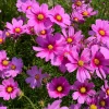Cosmos Bipinnatus 'Gloria' Flower Seeds - 300 2-Tone Pink Seeds - Fast Growing - Image 1