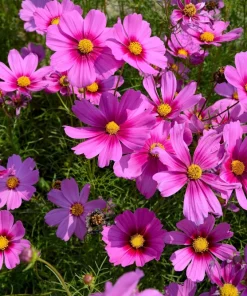 Cosmos Bipinnatus 'Gloria' Flower Seeds - 300 2-Tone Pink Seeds - Fast Growing - Image 1