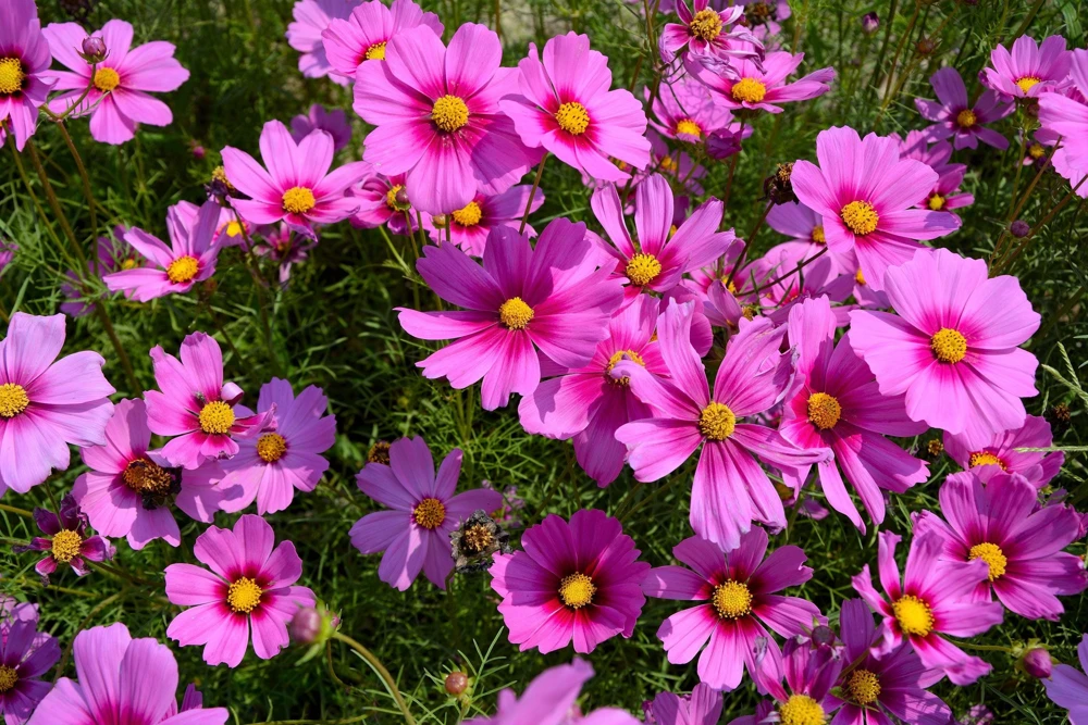 Cosmos Bipinnatus 'Gloria' Flower Seeds - 300 2-Tone Pink Seeds - Fast Growing - Image 1