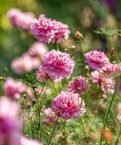 Cosmos Seeds - Double Click Rose Bonbon Rose-Pink Blooms - 25 Seeds - Image 2