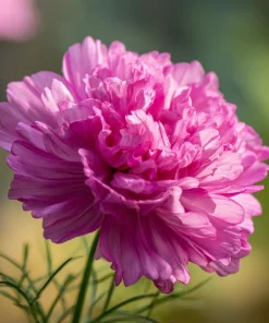 Cosmos Seeds - Double Click Rose Bonbon Rose-Pink Blooms - 25 Seeds - Image 3