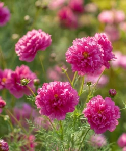 Cosmos Seeds - Double Click Rose Bonbon Rose-Pink Blooms - 25 Seeds - Image 4