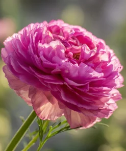 Cosmos Seeds - Double Click Rose Bonbon Rose-Pink Blooms - 25 Seeds - Image 6
