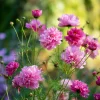 Cosmos Seeds - Double Click Rose Bonbon Rose-Pink Blooms - 25 Seeds - Image 1