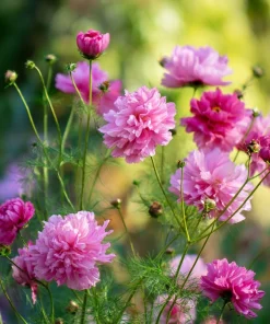 Cosmos Seeds - Double Click Rose Bonbon Rose-Pink Blooms - 25 Seeds - Image 1