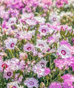 Cottage Pinks Flower Seeds - Mixed Colors Dianthus Plumarius 200 Seeds - Image 1