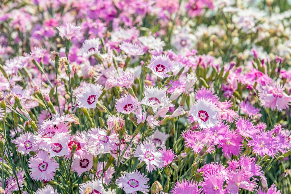 Cottage Pinks Flower Seeds - Mixed Colors Dianthus Plumarius 200 Seeds - Image 1