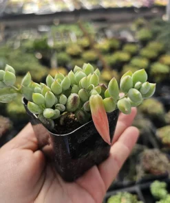 Cotyledon pendens Live Plant – Cliff Cotyledon Succulent in 2in or 4in Pot - Image 10