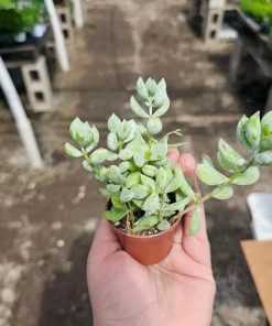 Cotyledon pendens Live Plant – Cliff Cotyledon Succulent in 2in or 4in Pot - Image 2