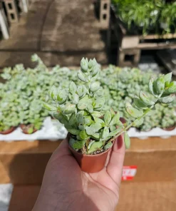 Cotyledon pendens Live Plant – Cliff Cotyledon Succulent in 2in or 4in Pot - Image 3