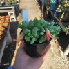 Cotyledon pendens Live Plant – Cliff Cotyledon Succulent in 2in or 4in Pot - Image 1
