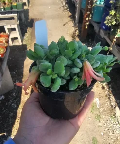 Cotyledon pendens Live Plant – Cliff Cotyledon Succulent in 2in or 4in Pot - Image 1