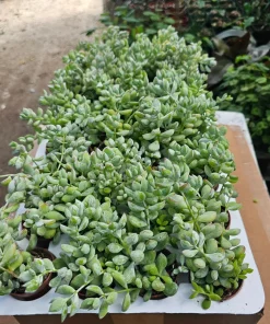 Cotyledon pendens Live Plant – Cliff Cotyledon Succulent in 2in or 4in Pot - Image 4