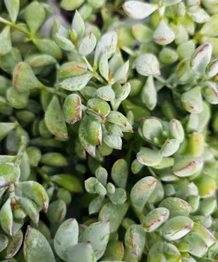 Cotyledon pendens Live Plant – Cliff Cotyledon Succulent in 2in or 4in Pot - Image 5