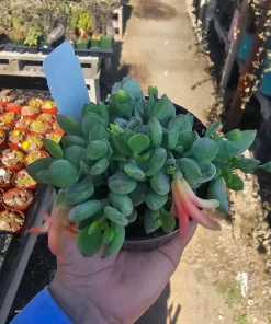 Cotyledon pendens Live Plant – Cliff Cotyledon Succulent in 2in or 4in Pot - Image 6