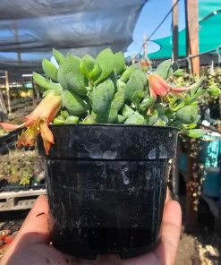 Cotyledon pendens Live Plant – Cliff Cotyledon Succulent in 2in or 4in Pot - Image 7