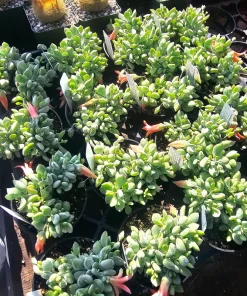 Cotyledon pendens Live Plant – Cliff Cotyledon Succulent in 2in or 4in Pot - Image 8