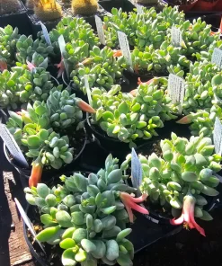 Cotyledon pendens Live Plant – Cliff Cotyledon Succulent in 2in or 4in Pot - Image 9
