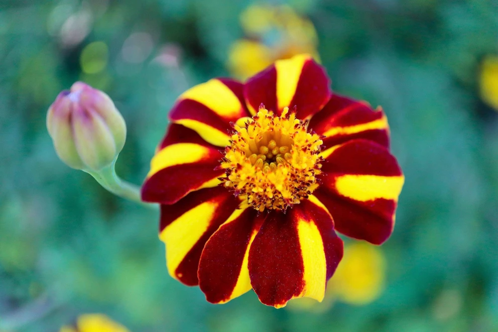 Court Jester Marigold Seeds – French Tagetes Patula Nana – Red Yellow Striped Flowers – 100 Seeds - Image 2
